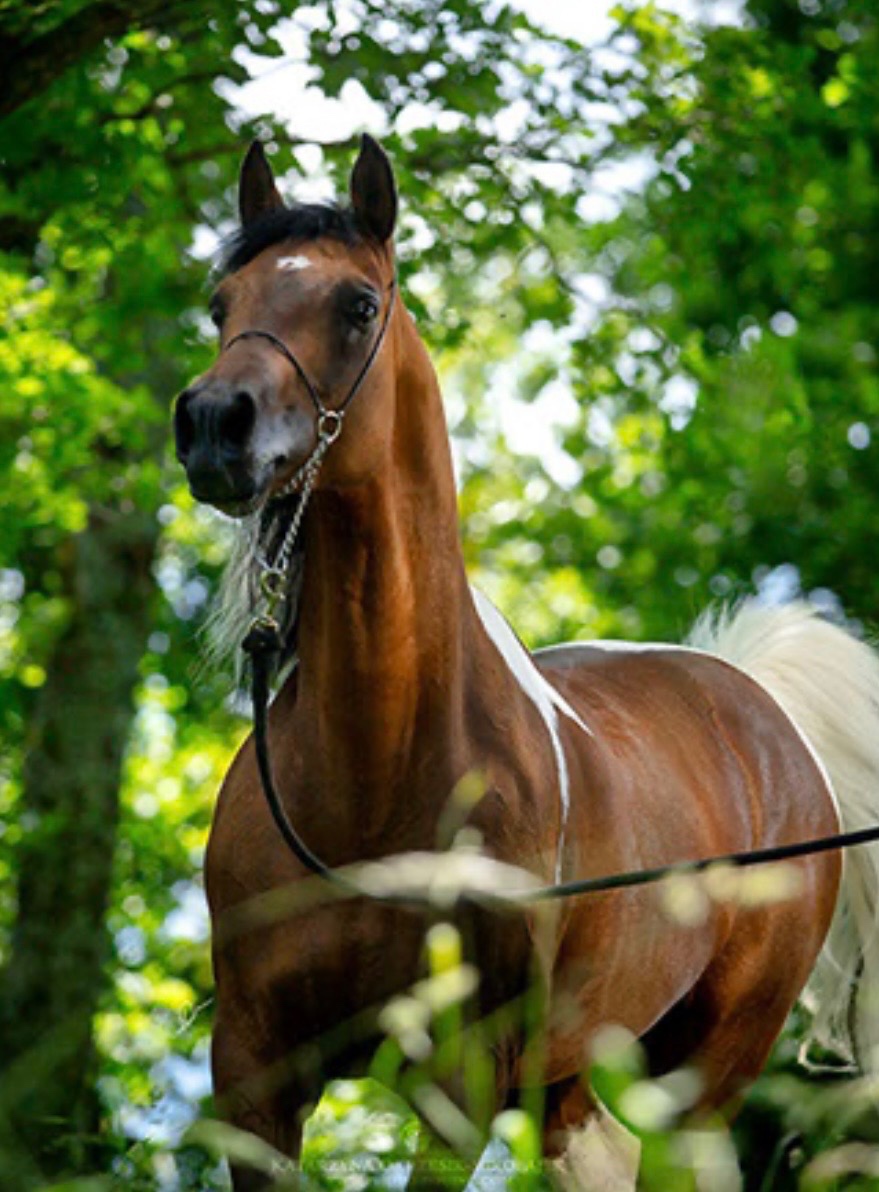 Krásna arabská kobylka na predaj - 8