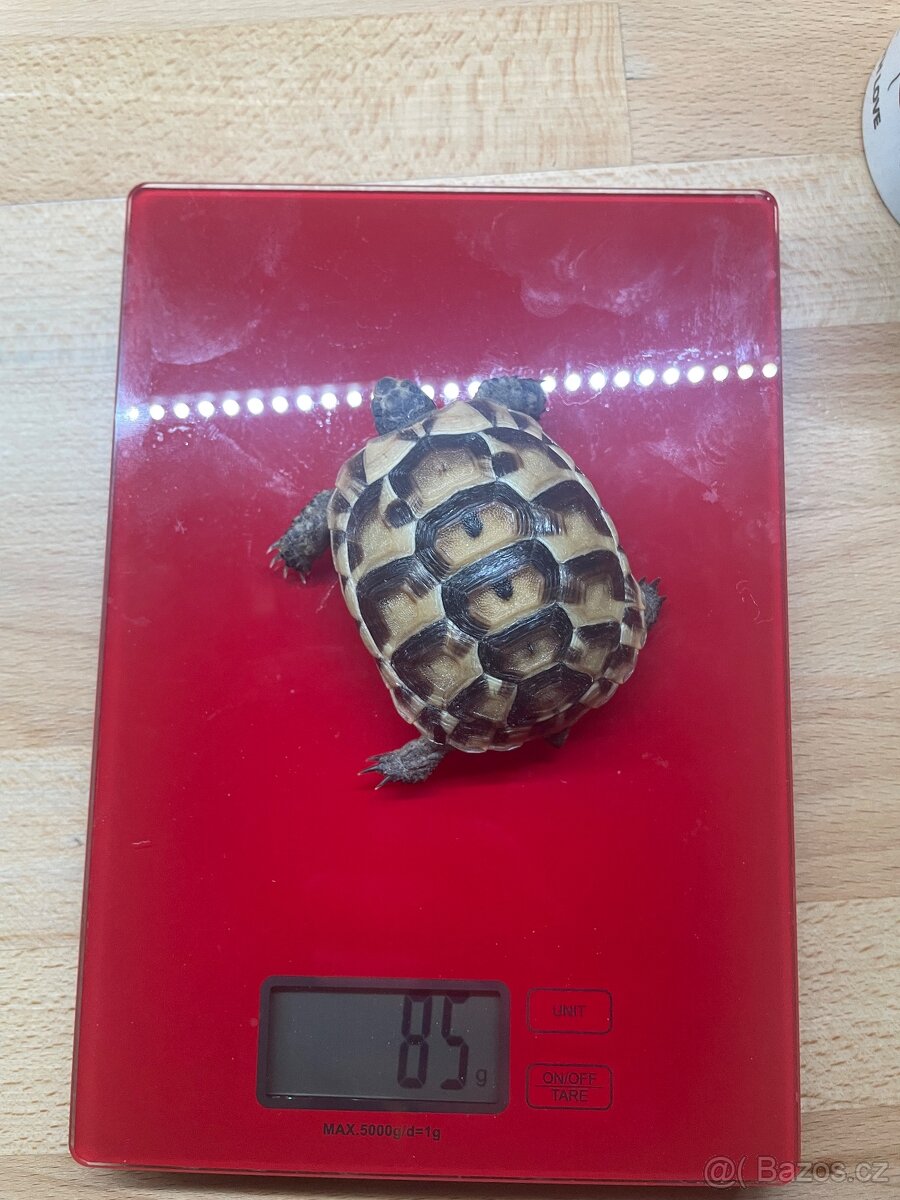 Želva testudo graeca -žlutohnědá - 8