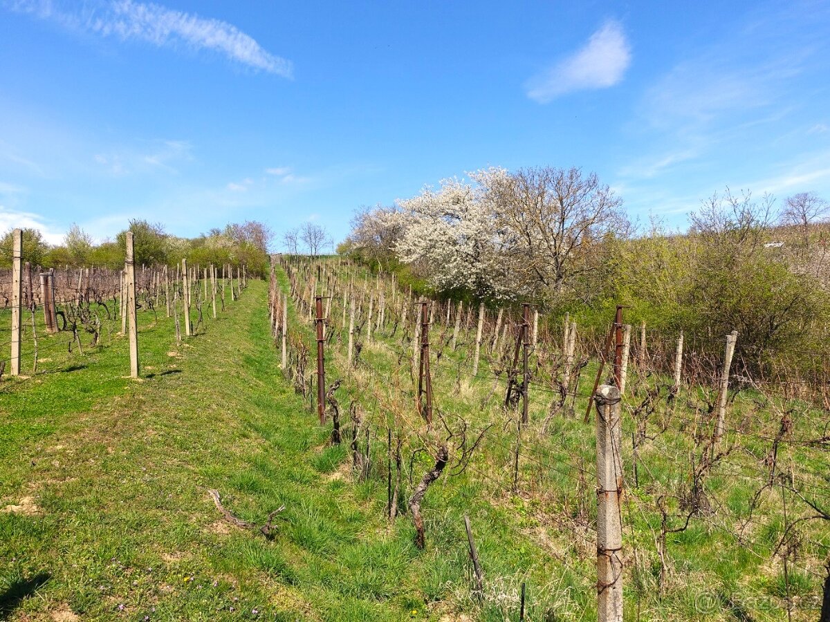 Prodej vinohradu 4114 m², Bzenec - 8