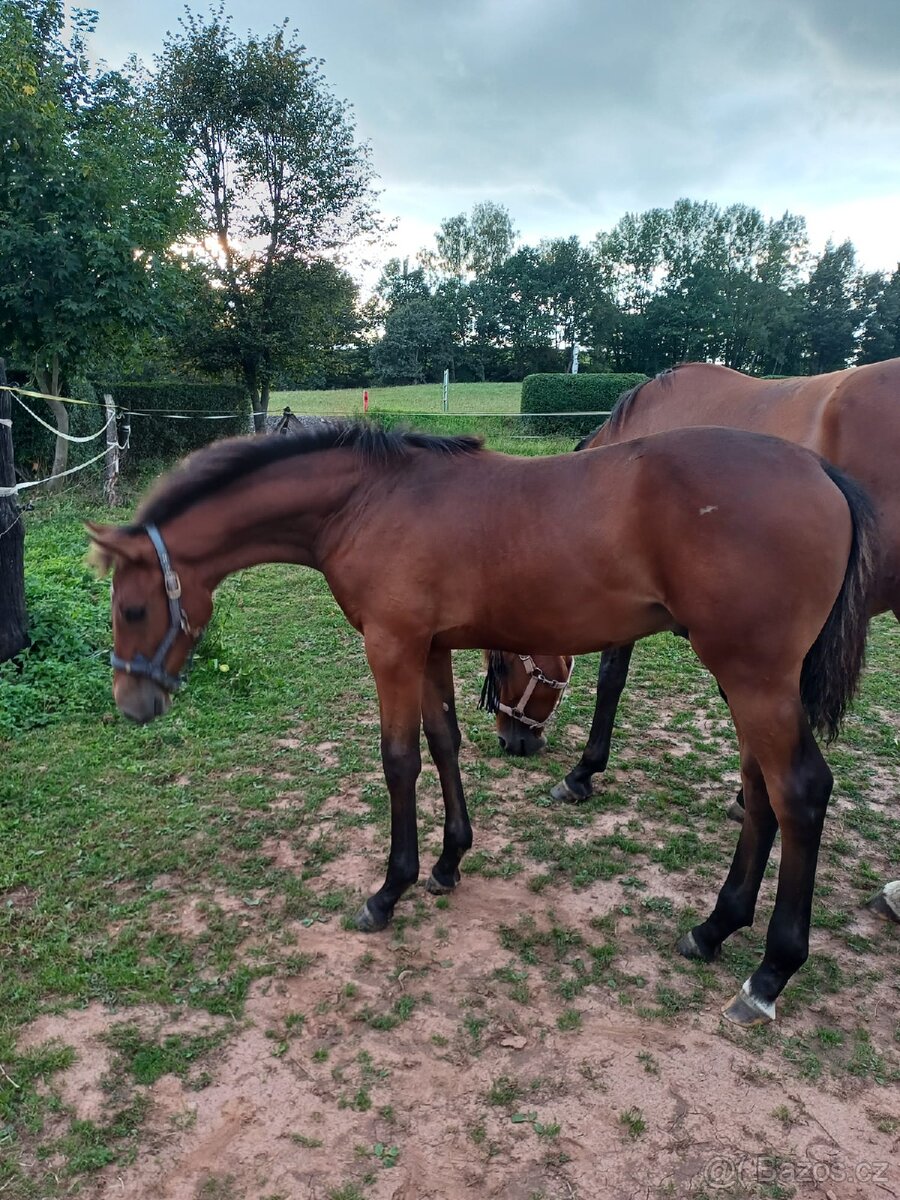 hřebec český teplokrevník - 8