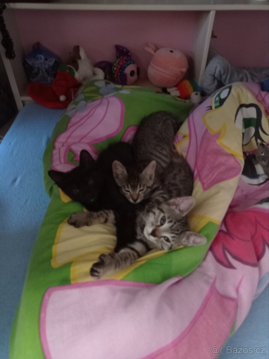 Koťata - 8
