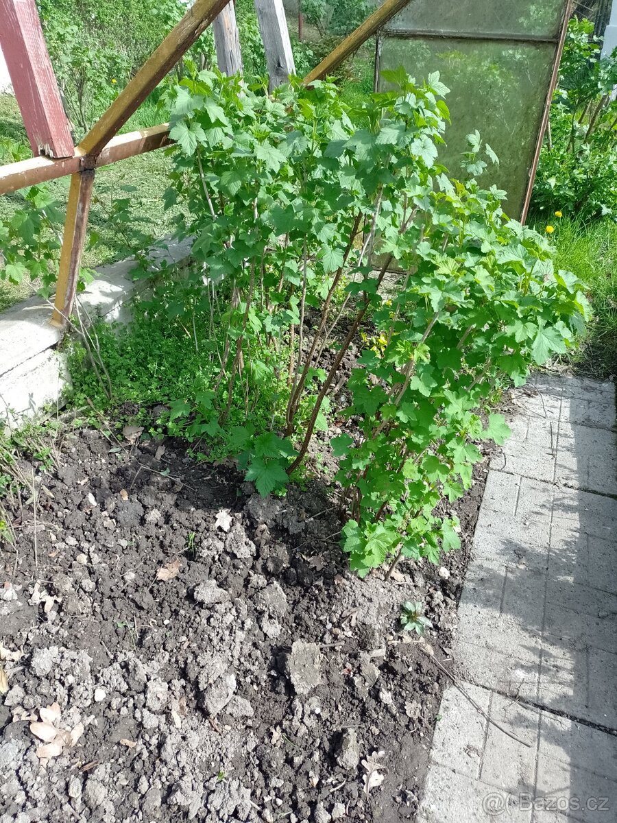 ptačí zob na živé ploty, rybízy,skalníky,půdopokryvné růže - 8