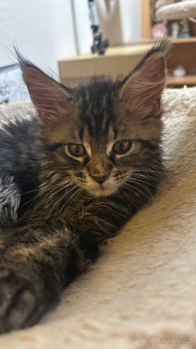 Mainska Mývalí - 8