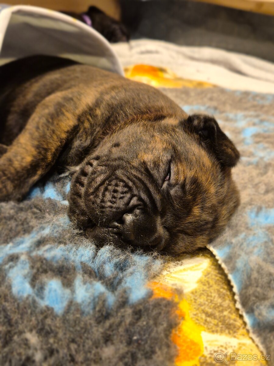 Cane Corso s PP - 8