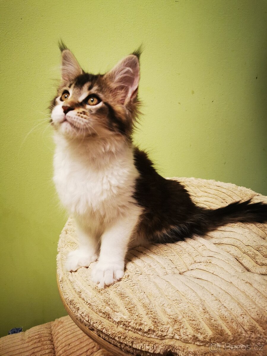 Mainská mývalí s pp - 8