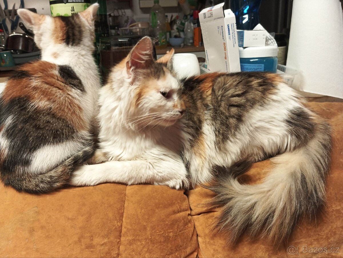 Mainská mývalí - 8