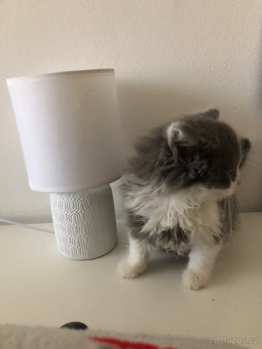 Britský dlouhosrstý kocourek+ výbava ( britská) - 8