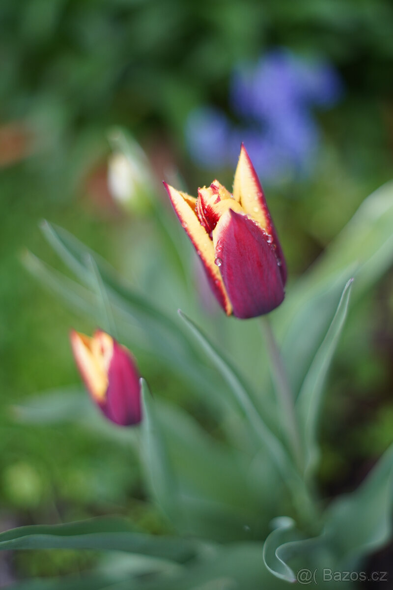 Objektiv Super Takumar 55mm f/2, m42 - 8