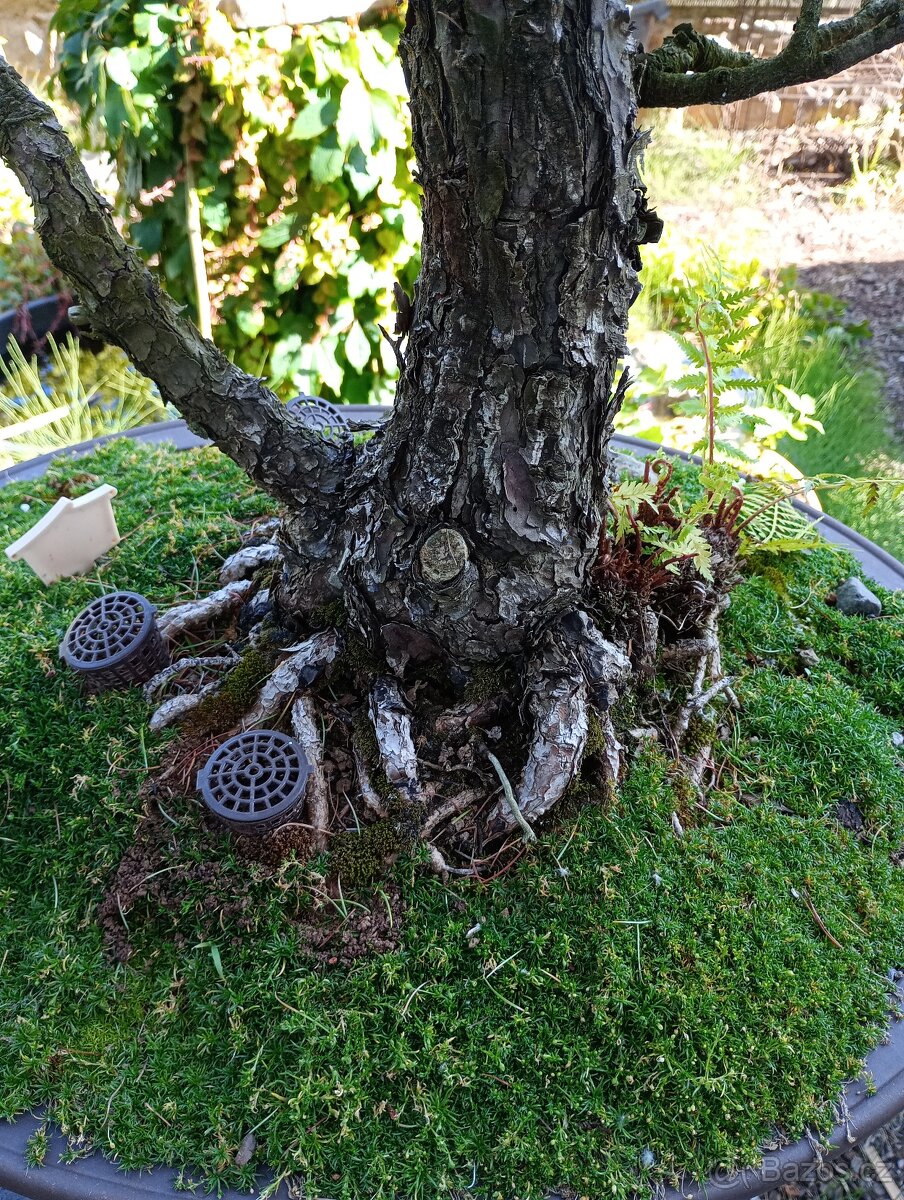 Borovice drobnokvětá bonsai - 8