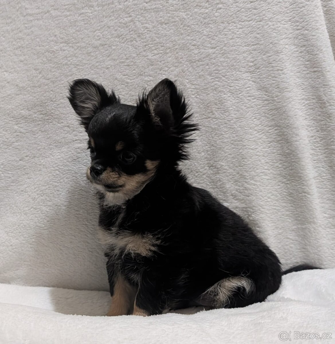 Čivava dlouhosrstá s PP- pejsci - 8