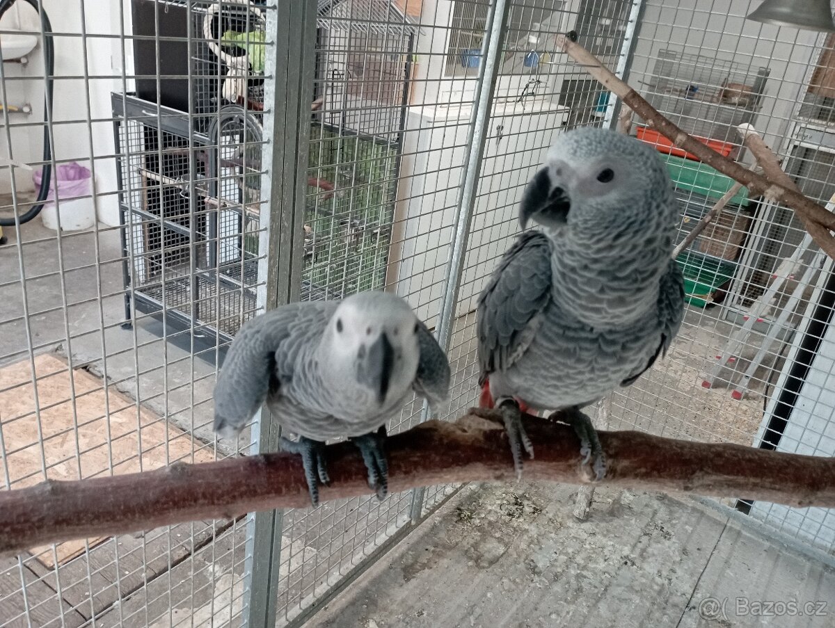 Žako Kongo ručně dokrmení již k odběru Brno - 8