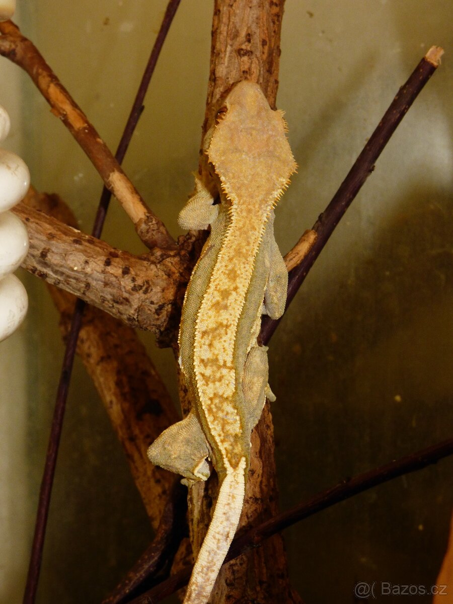 Pagekon řasnatý (Coreolophus ciliatus) - 8