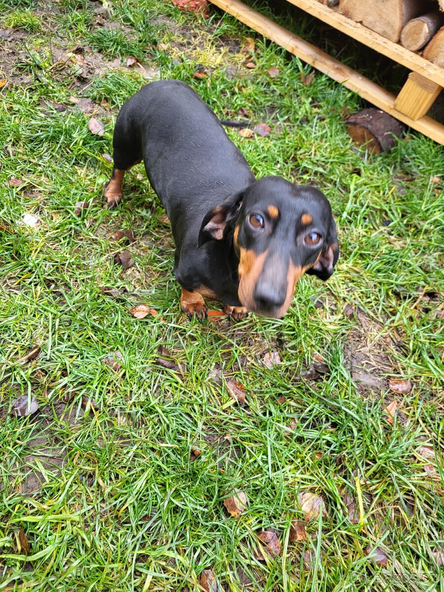 Jezevčík standard hladkosrstý fena - 8