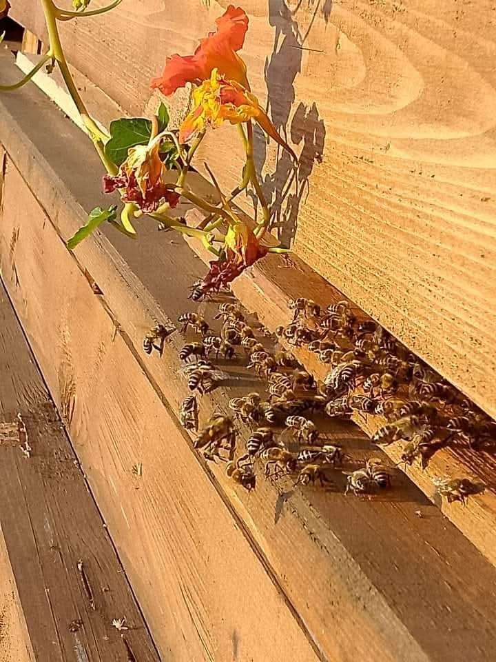 Vyjížďky na koni - 8