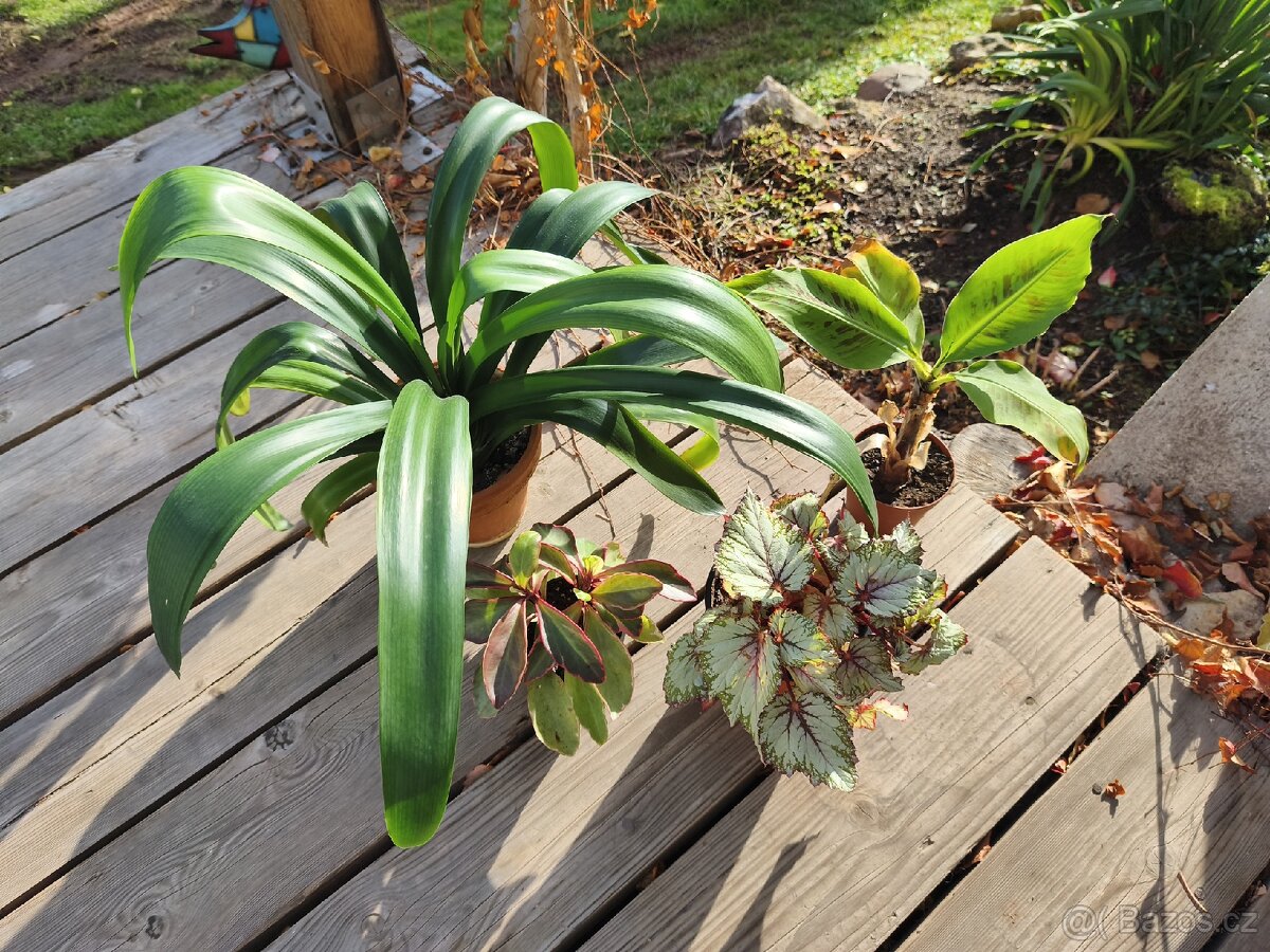 Pokojové rostliny + zdarma Aloe Vera - 8