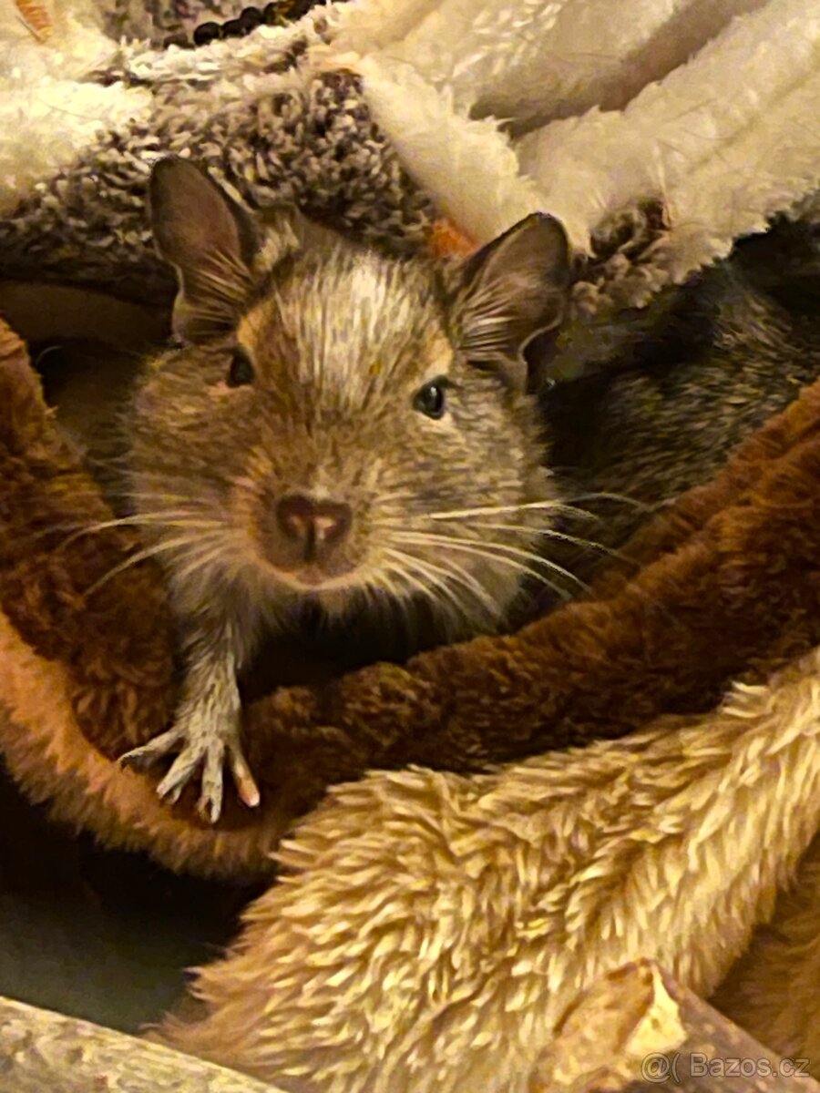 Velká vybavená klec pro osmáky degu - 8