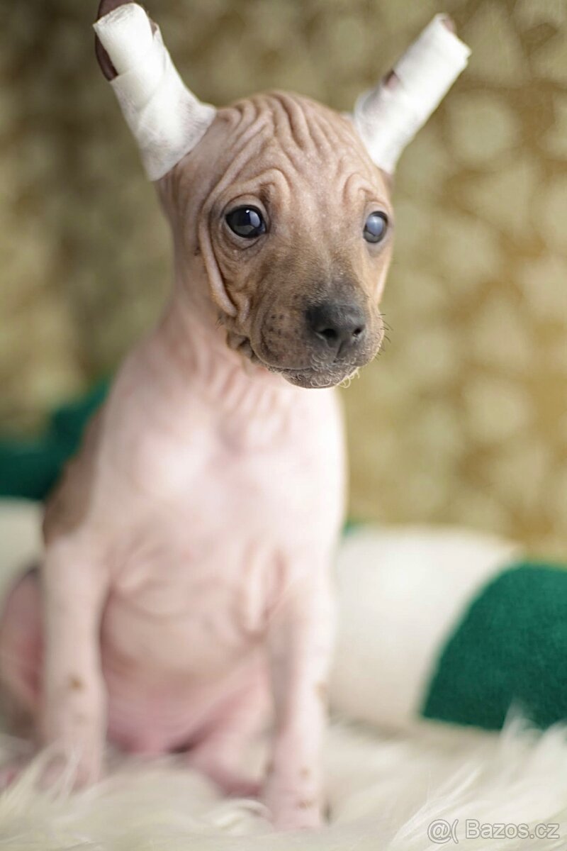 Americký bezsrstý teriér s PP FCI - 8