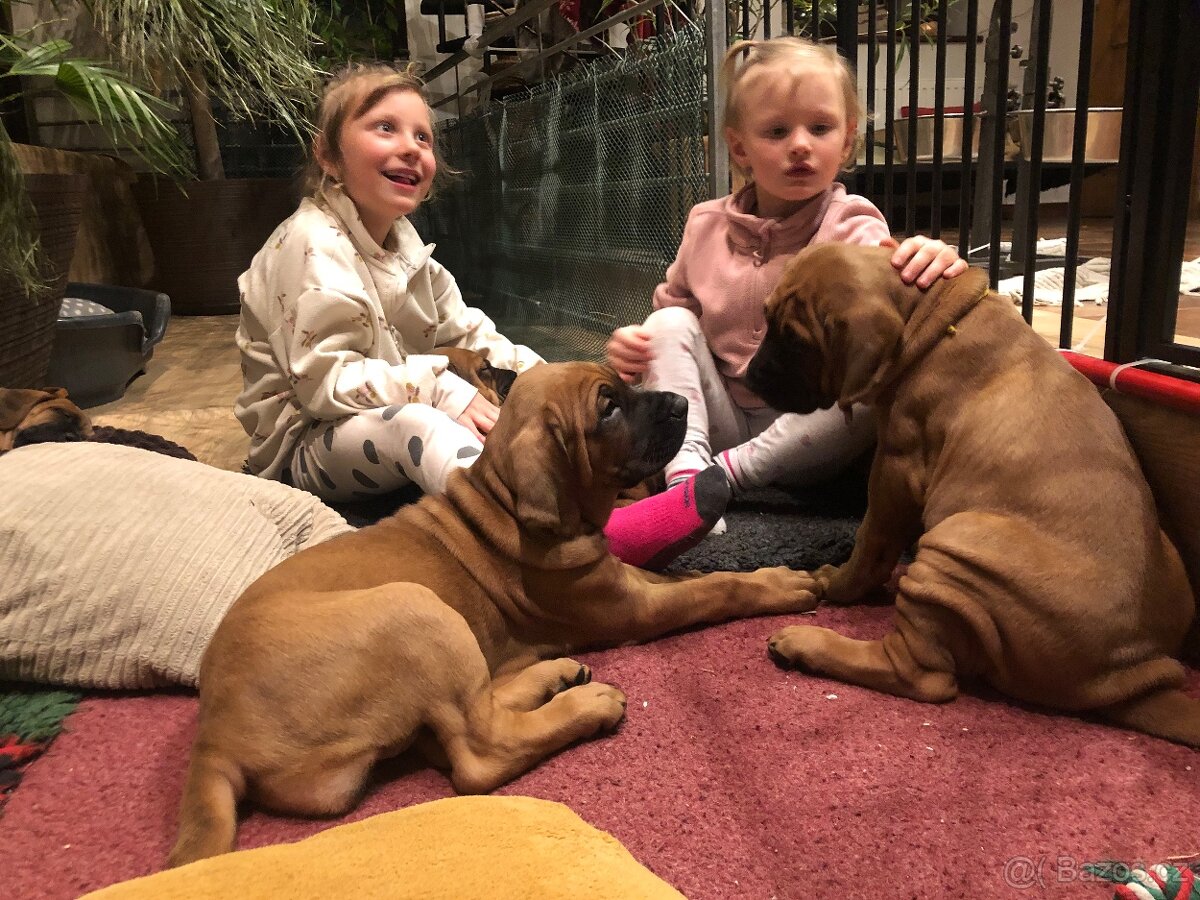 TOSA INU - štěňata s PP - 8