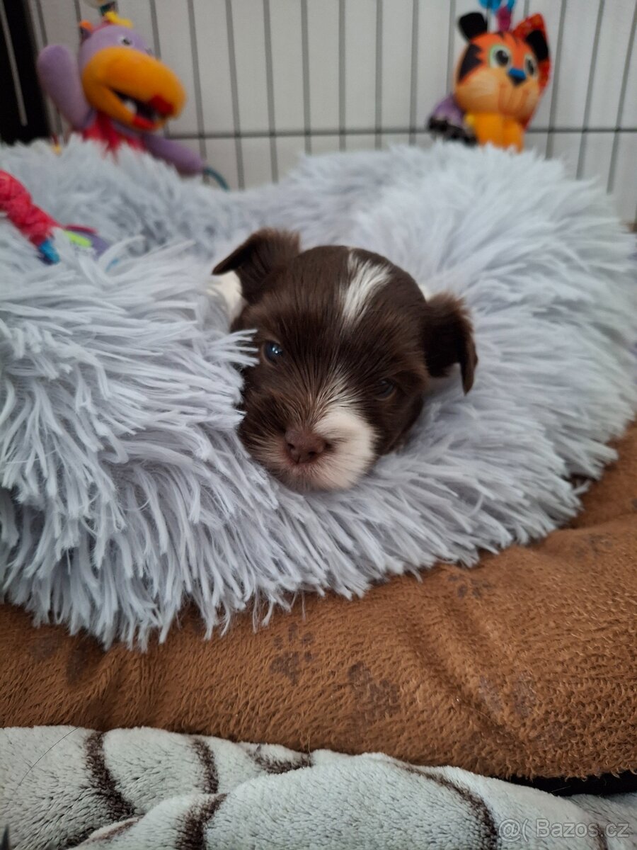 Jorkšírský teriér - biro, biewer - 8