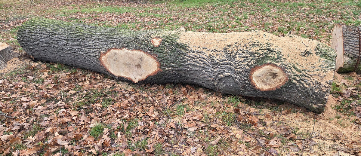 Dubová kulatina - 8