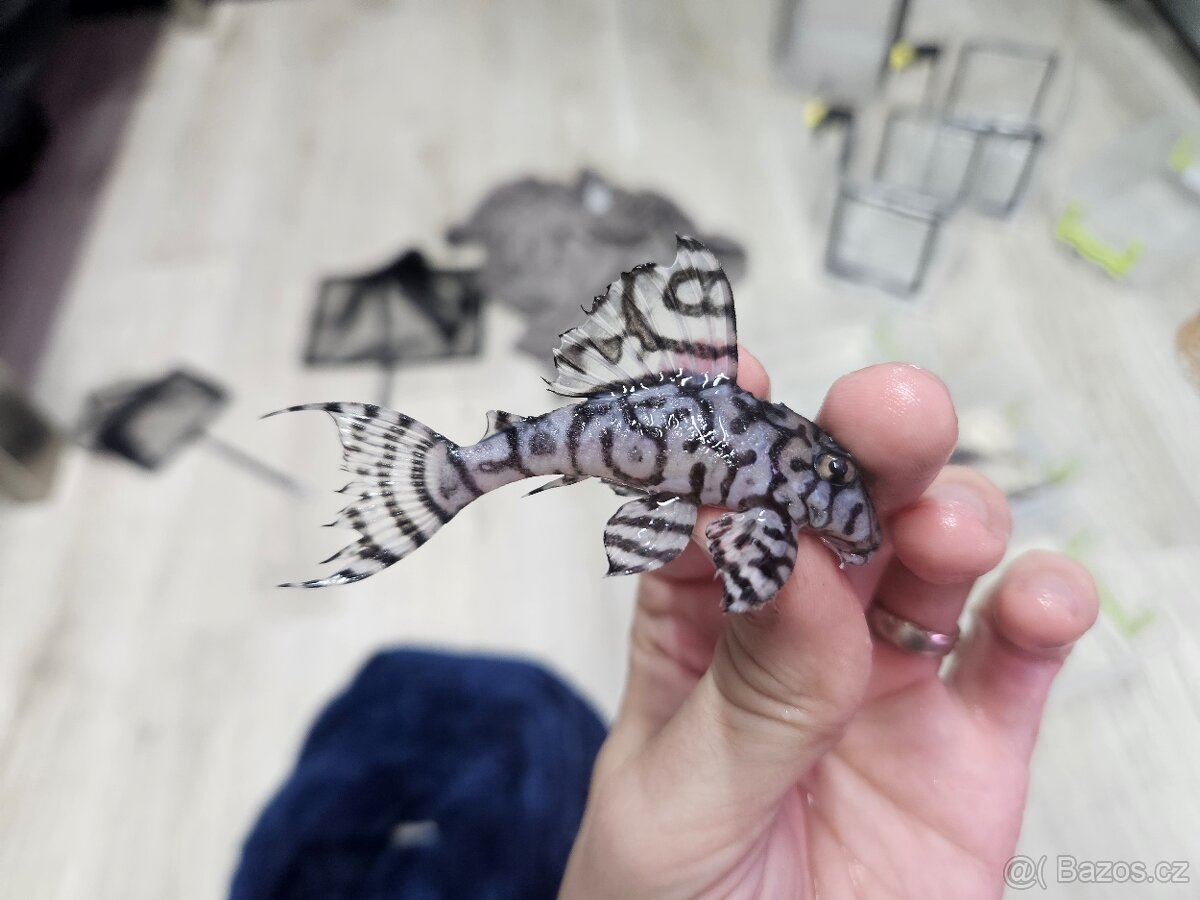 L 236 Super White - chovné páry - 8