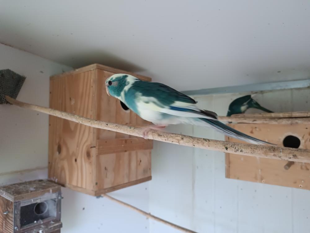 Neofémy a Kakariki - 8