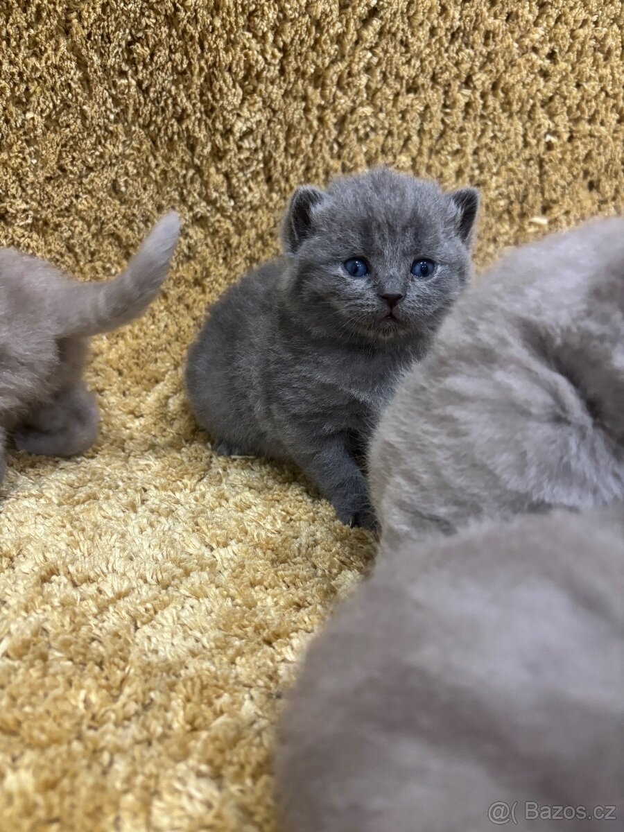 Britská koťátka - 8