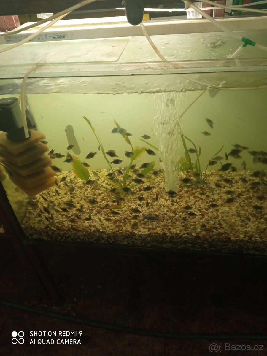 prodej novinek ze dvora - 8