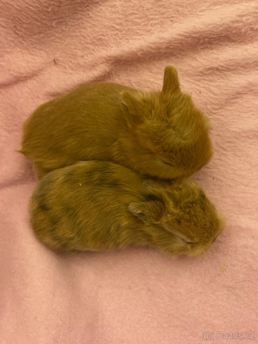 Zakrslí králík - 8