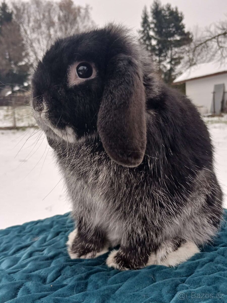 Volný Sameček - Anglický Zakrslý Beránek MiniLop🍑🧡🤍 - 8