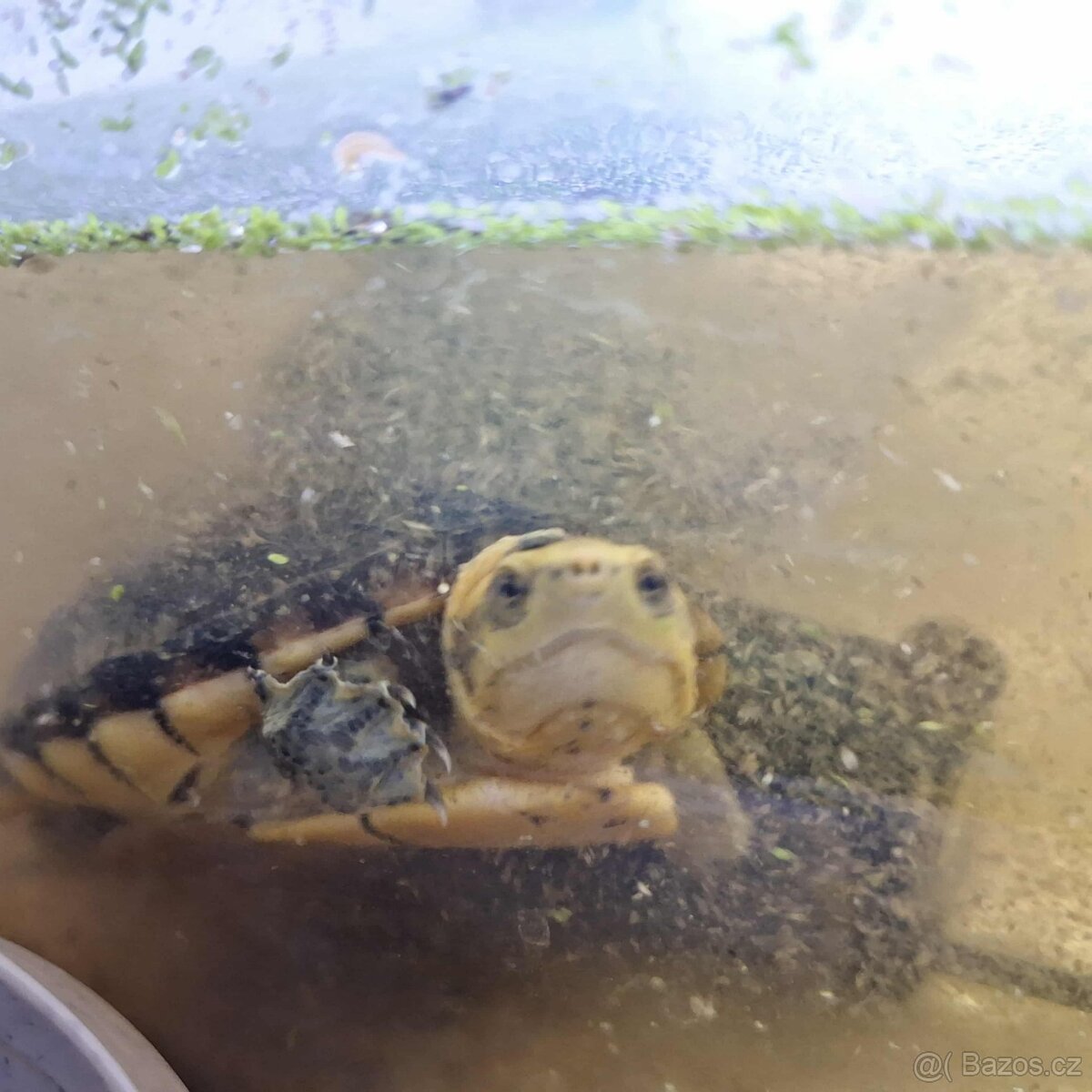 Prodám želvy - 8