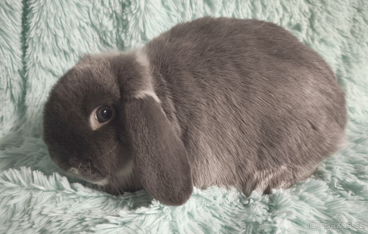 ⭐️ Vánoční ⭐️ Zakrslí beránci 🍀⭐️🍀 - 8