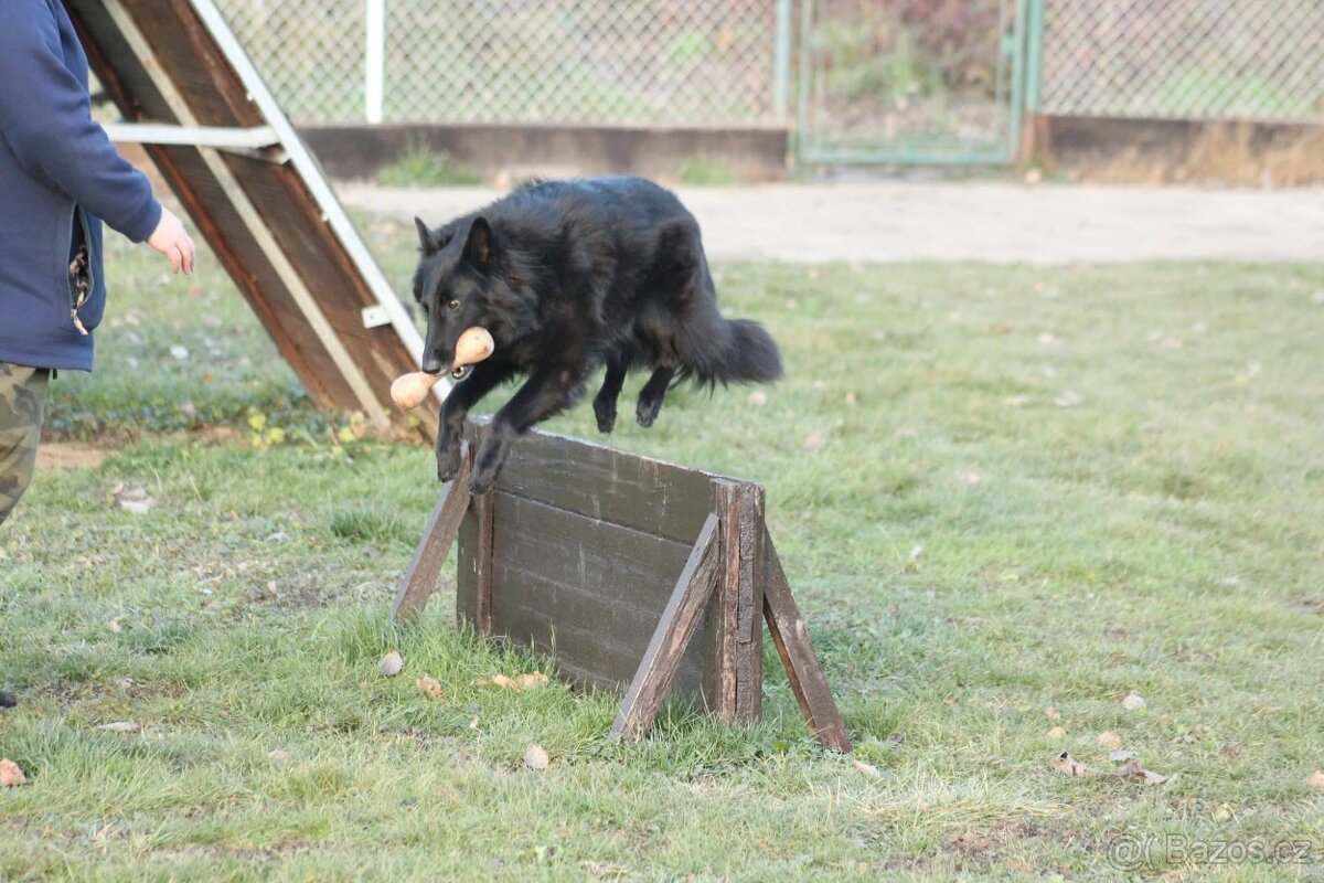 Belgický ovčák GROENENDAEL s PP - 8