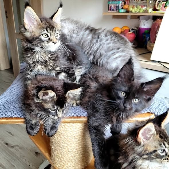 Mainská mývalí koťátka s PP - 8