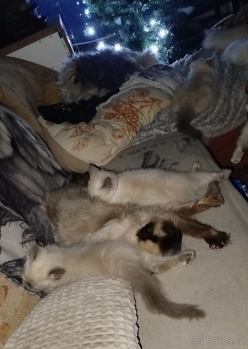 Ragdoll koťátka bez PP - 8