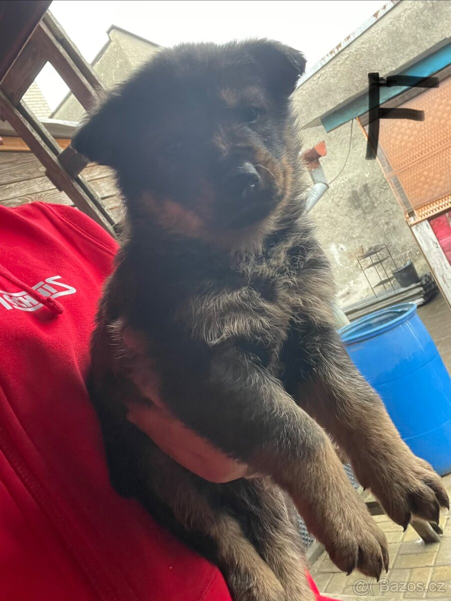 Inzerát – štěňata německého ovčáka - 8