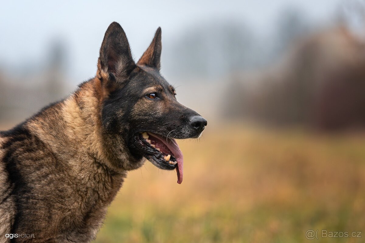 Německý ovčák štěňata s PP, work line, - 8