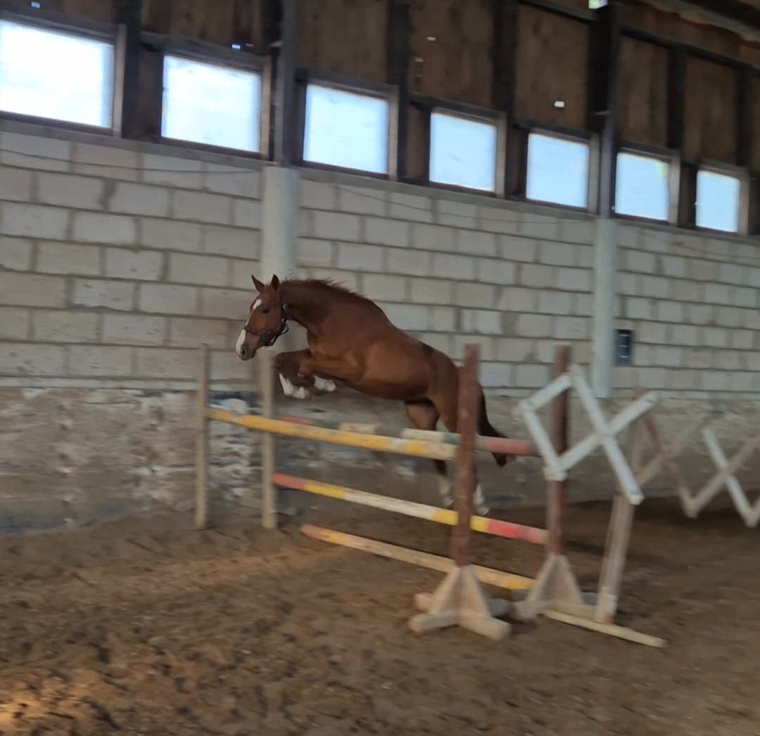 Šikovný mladý valach ČT - 8