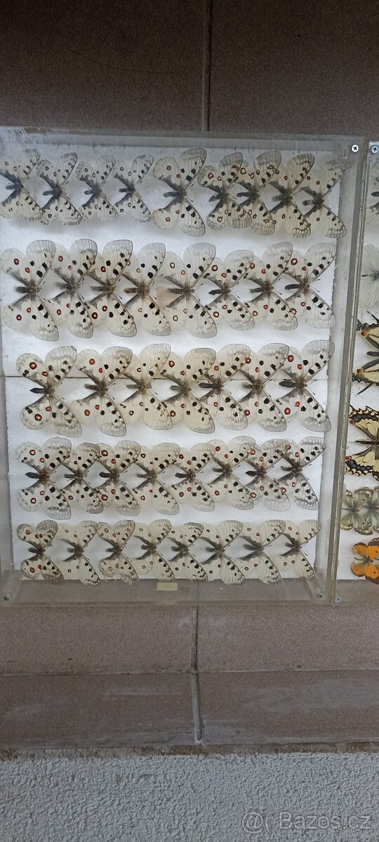 Prodám velikou sbírku motýlů - 8