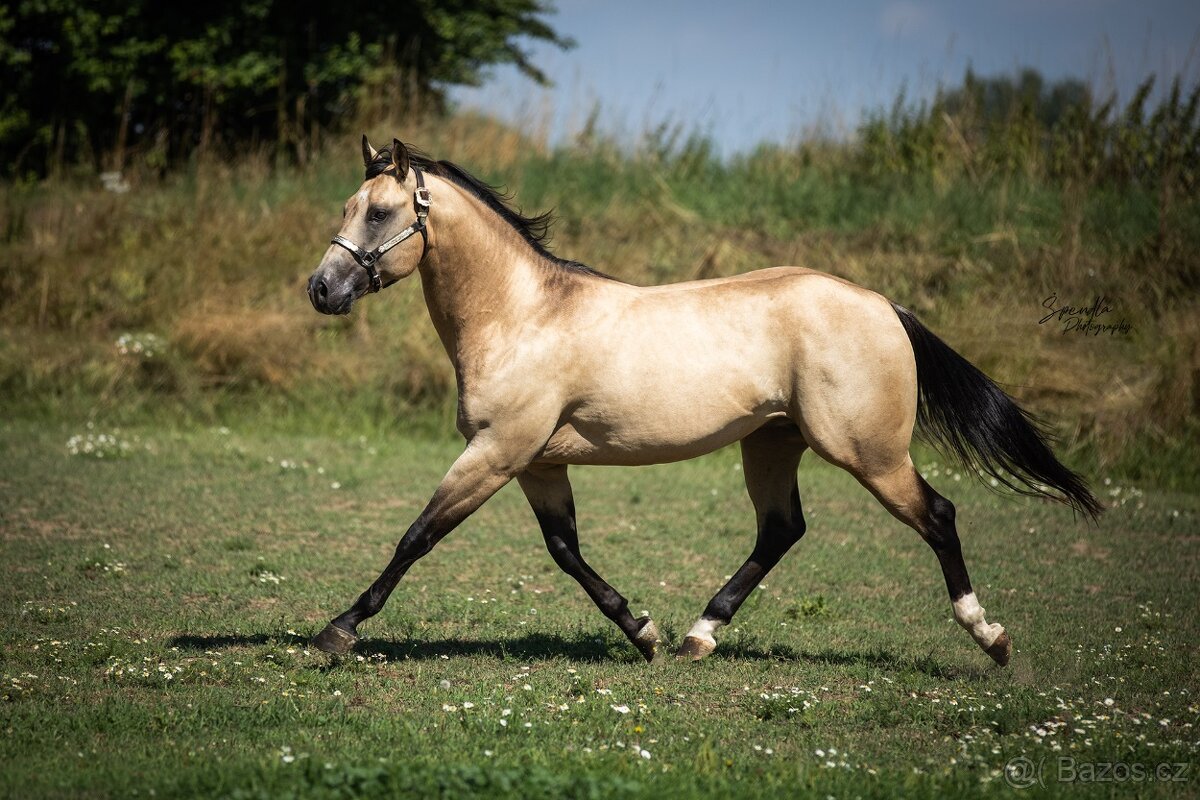 Připouštění QH hřebcem 7 panel N/N - 8