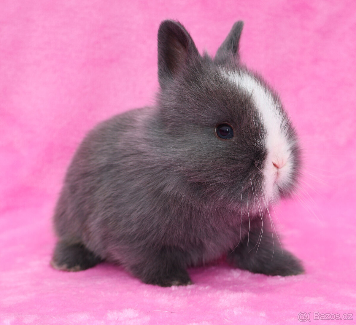 Zakrslý krátkouchý modrooký lvíček sameček - 8