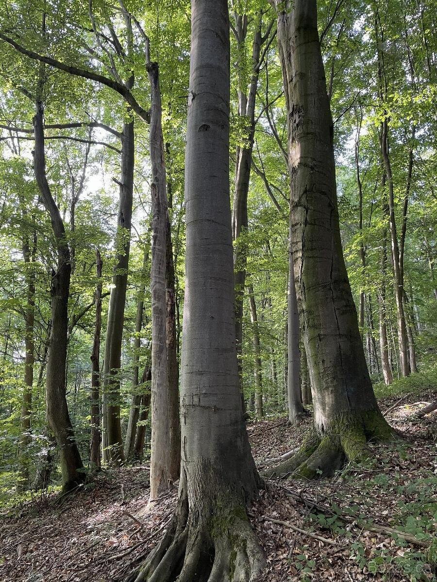 Prodám pozemky v k.ú. Útěchov u Moravské Třebové - 8