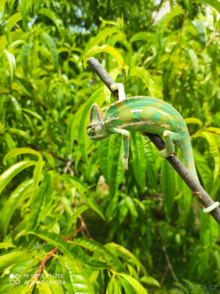 chameleon jemenský, terárium - 8