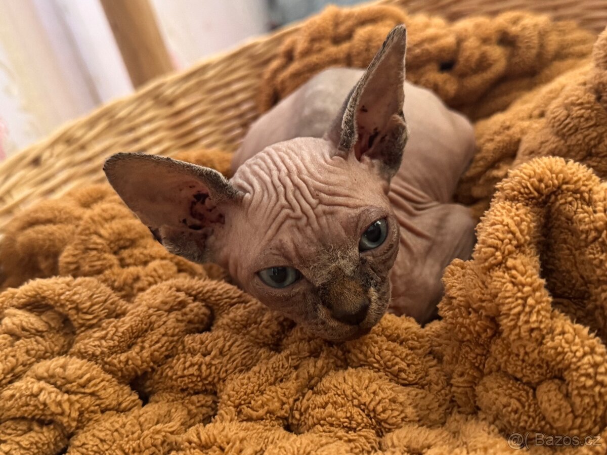 Kanadský sphynx hledá domov 💗 - 8