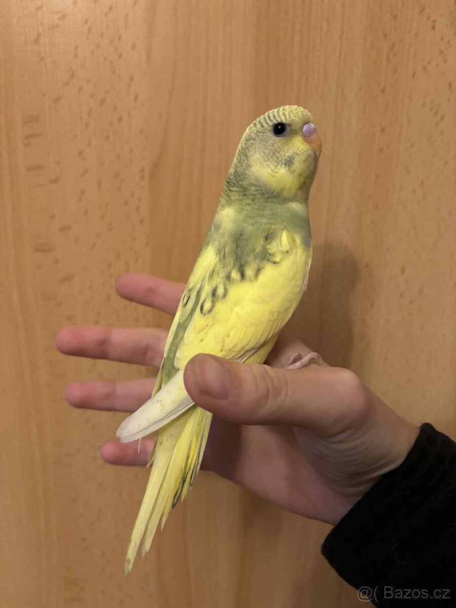 Prodám mladé andulky po vylétnutí z budky - 8