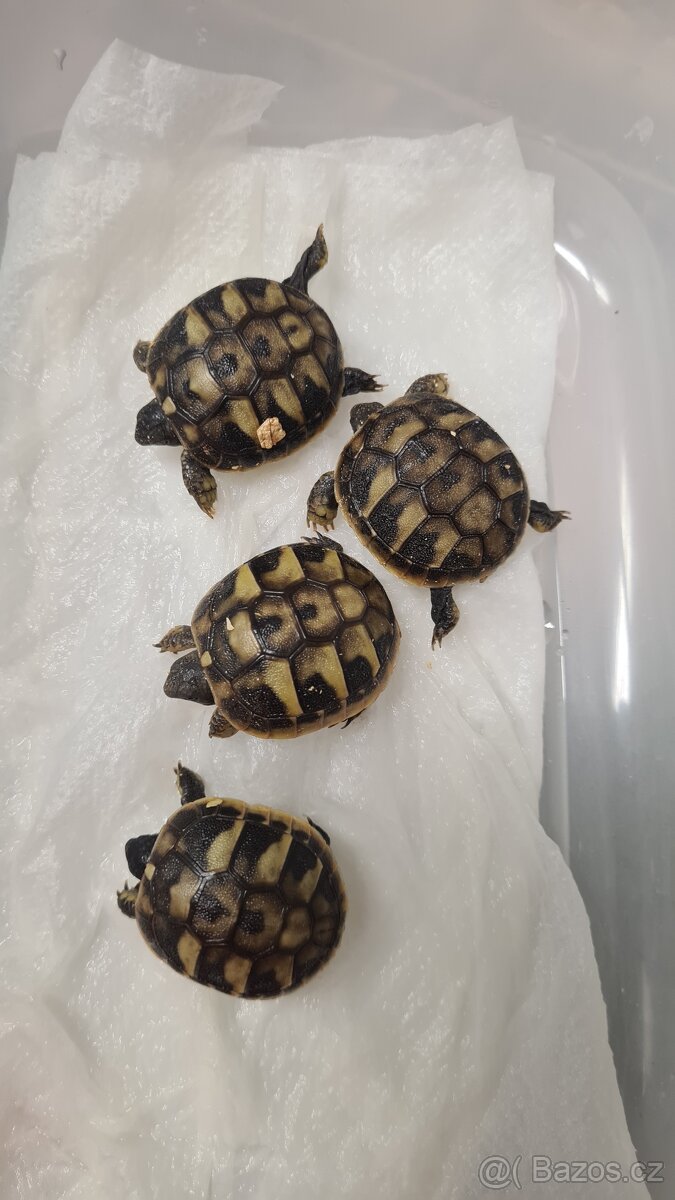 Suchozemské želvy - vlastní odchovy - 8