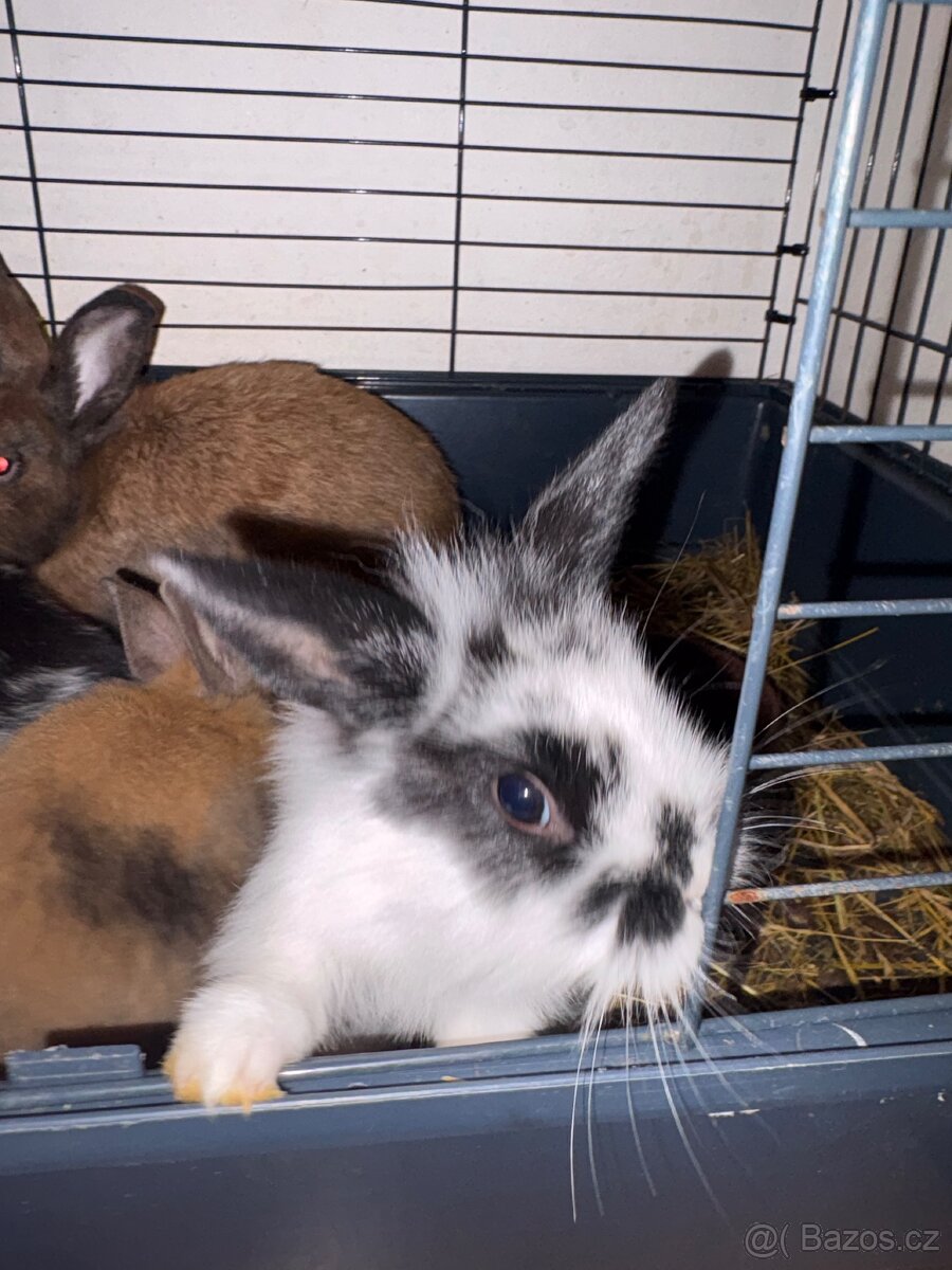 Zakrslý králík - Ivíček - 8