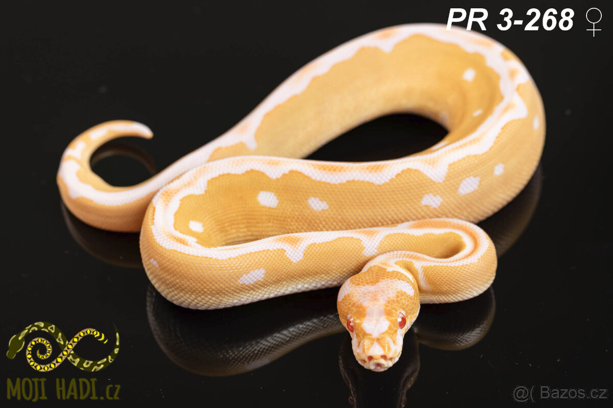 Python regius - Krajta královská - 8