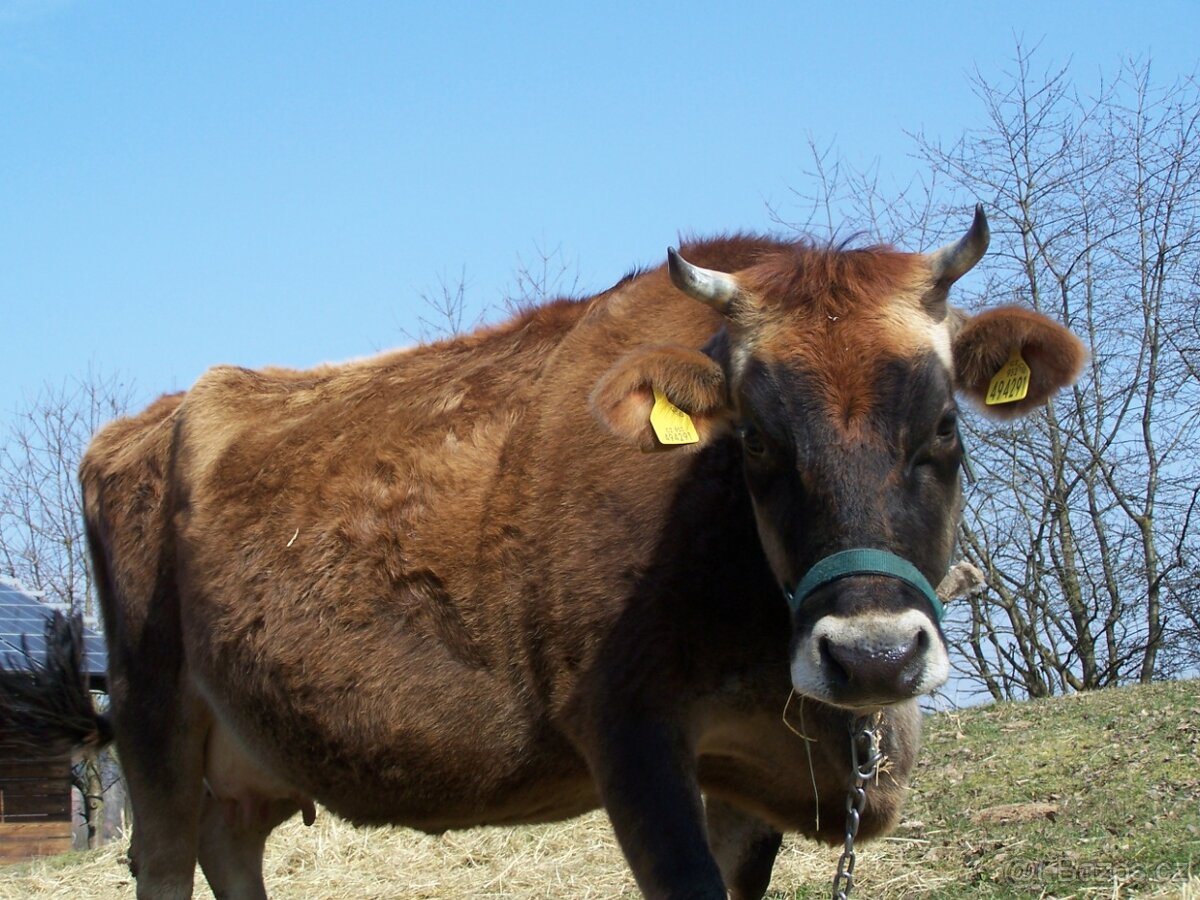 Kráva 100% Jersey - 8