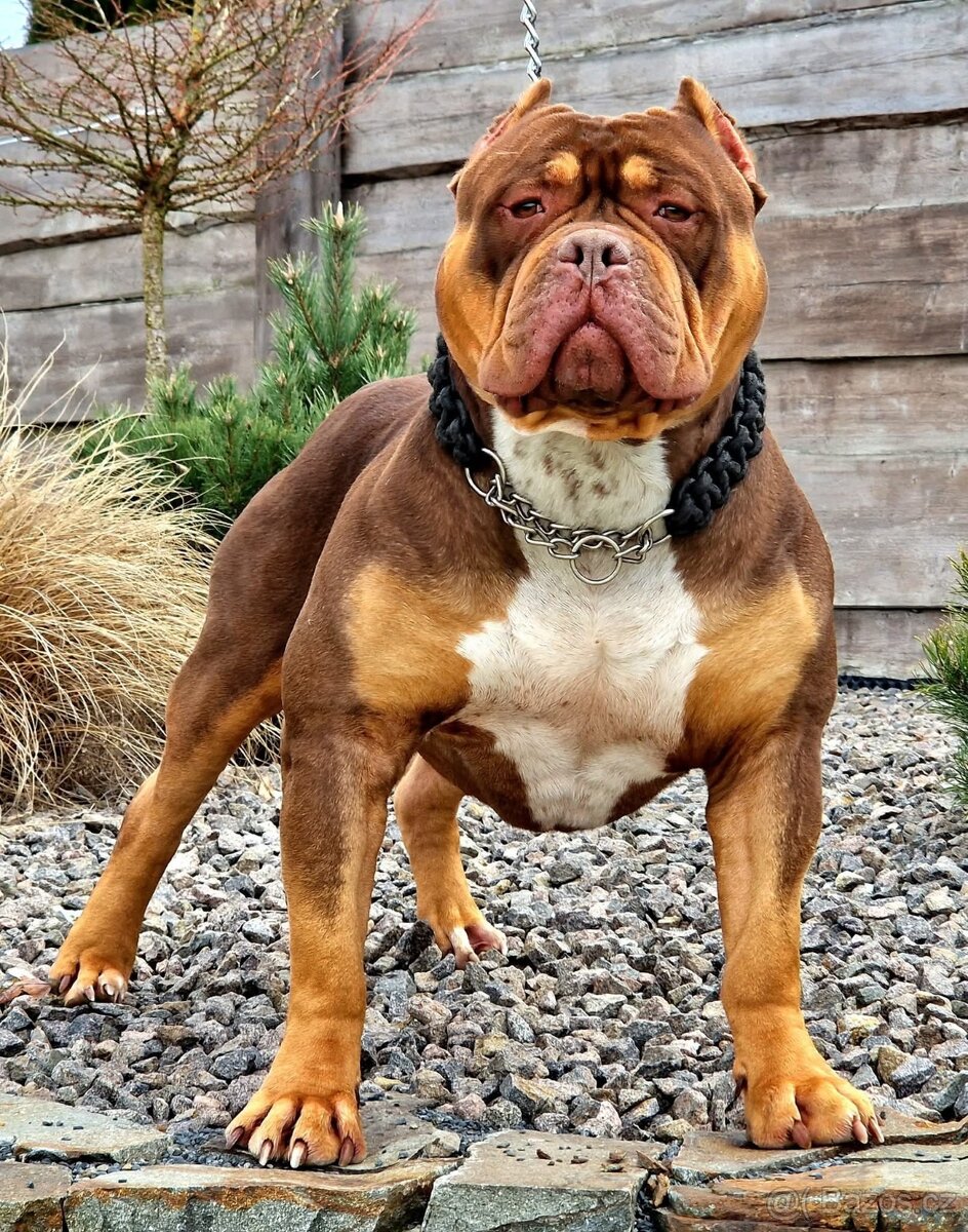 American bully - 8